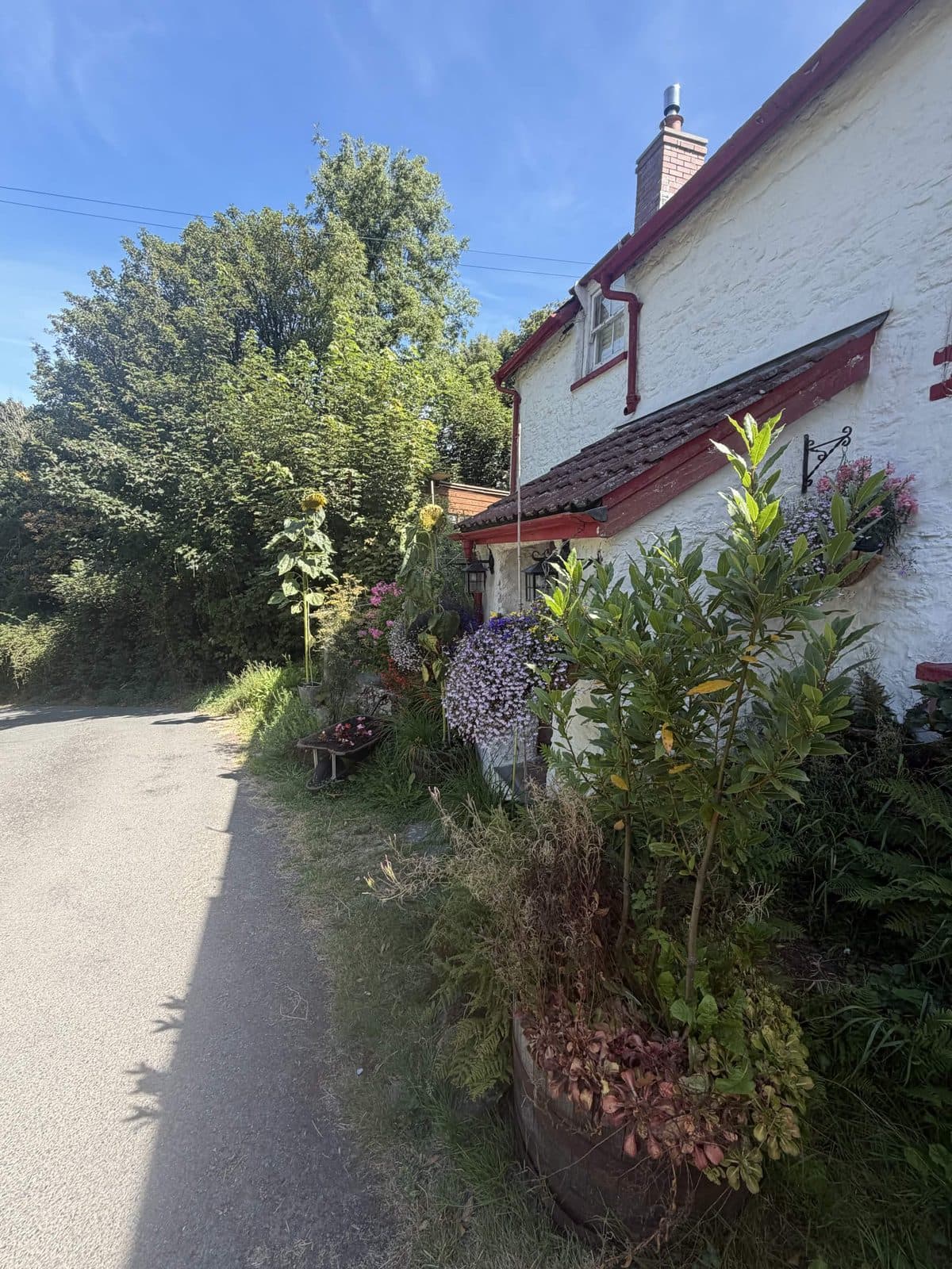 A whitewashed cottage with red trim and a garden full of sunflowers and bay, on a quiet North Devon lane