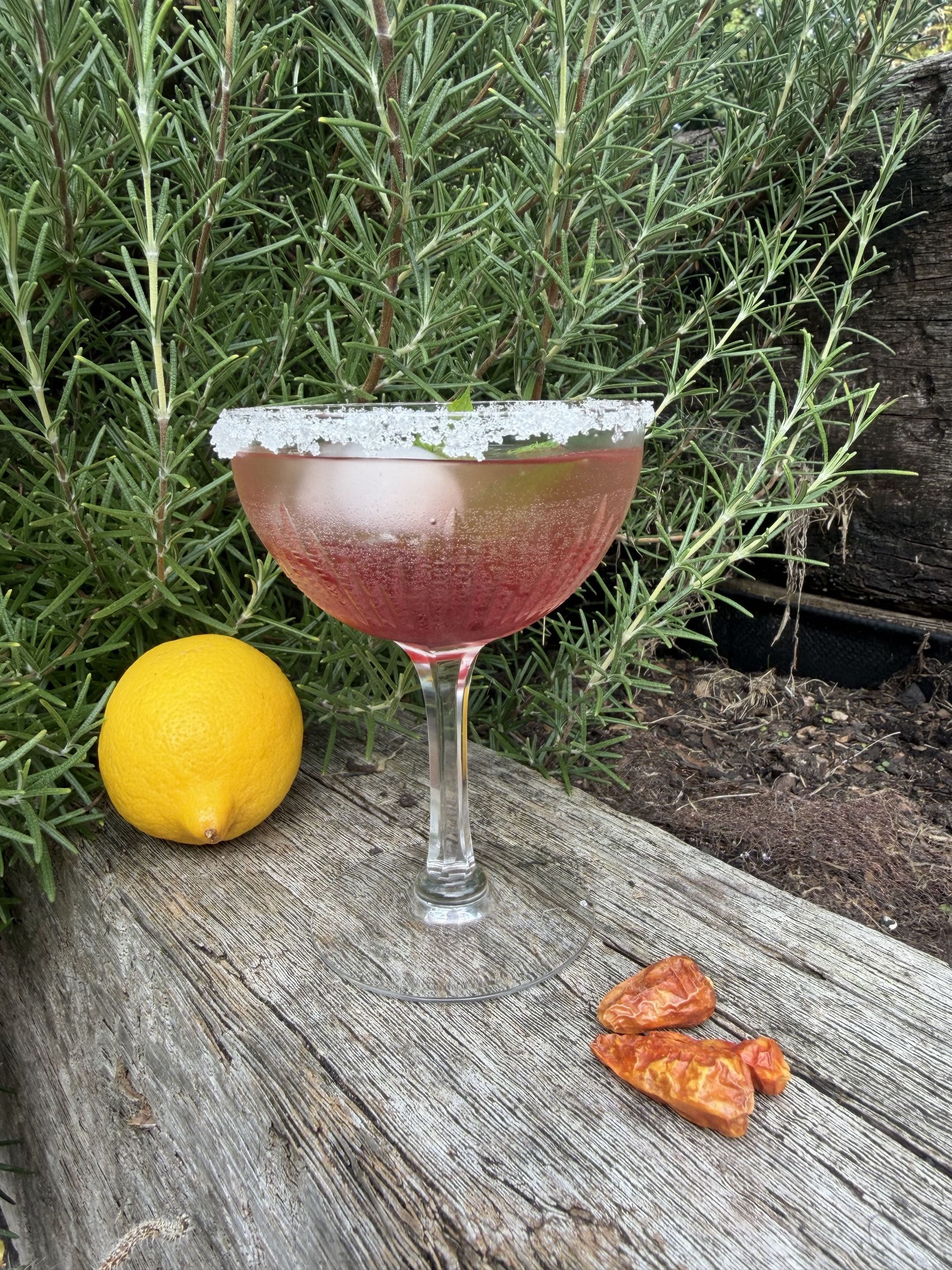 Schniffells as a cocktail in a sugar-rimmed coupe glass, deep rose-pink, with lemon and cayenne on weathered wood